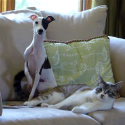 Italian Greyhound with cat